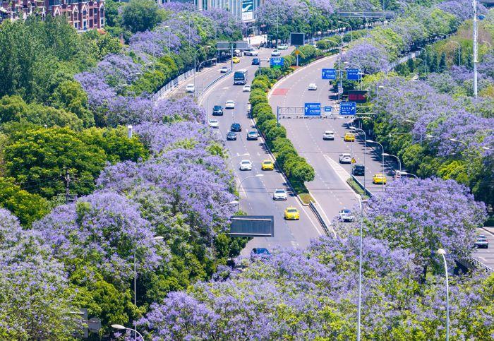 重慶藍花楹盛開 城市道路變身“紫色花?！?>
     <p>重慶藍花楹盛開 城市道路變身“紫色花?！?/p>
</a><a href=