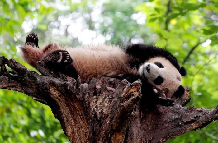 四川都江堰：大熊貓撒歡賣萌吸引游客