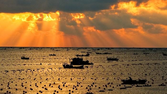 山東榮成：養(yǎng)殖工人披朝霞耕海牧漁