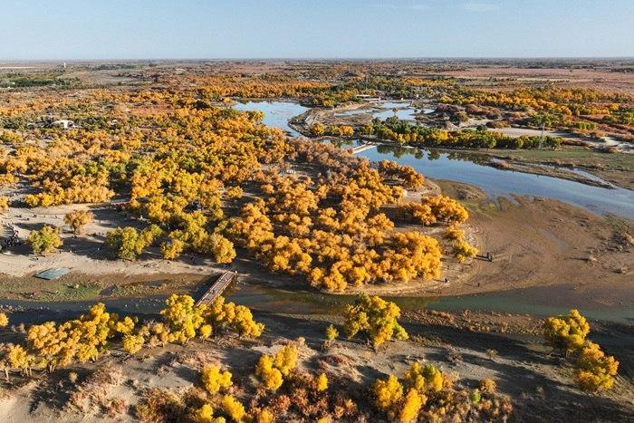 內(nèi)蒙古額濟(jì)納：金黃林海與碧空流水共繪秋景